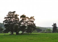 F�reningens egen startbild