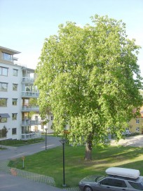 Föreningens egen startbild